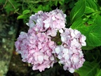 flower6 8605061045 o