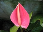 flower85 8606199976 o