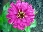 flower90 8605095463 o
