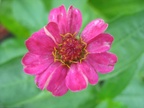 flower94 8605094883 o