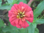 flower95 8605094709 o