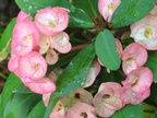 flower98 8606198464 o
